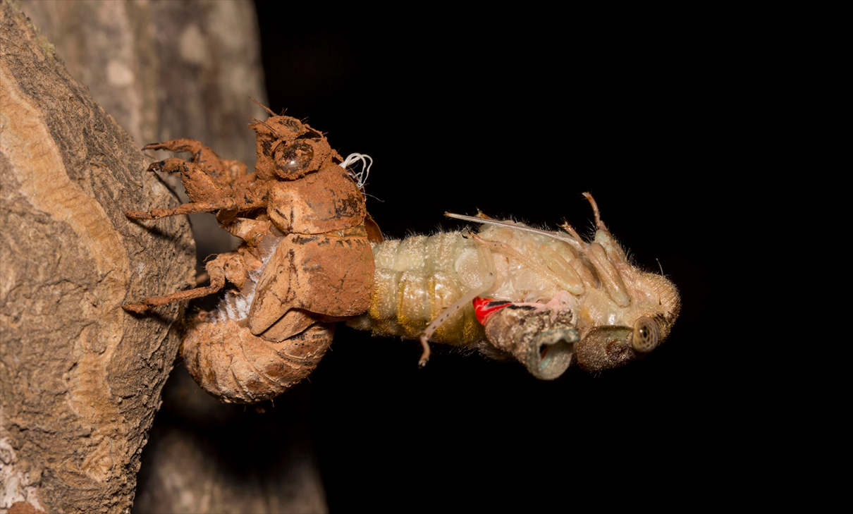 Following the sound trail: pulling India's cicadas out of oblivion