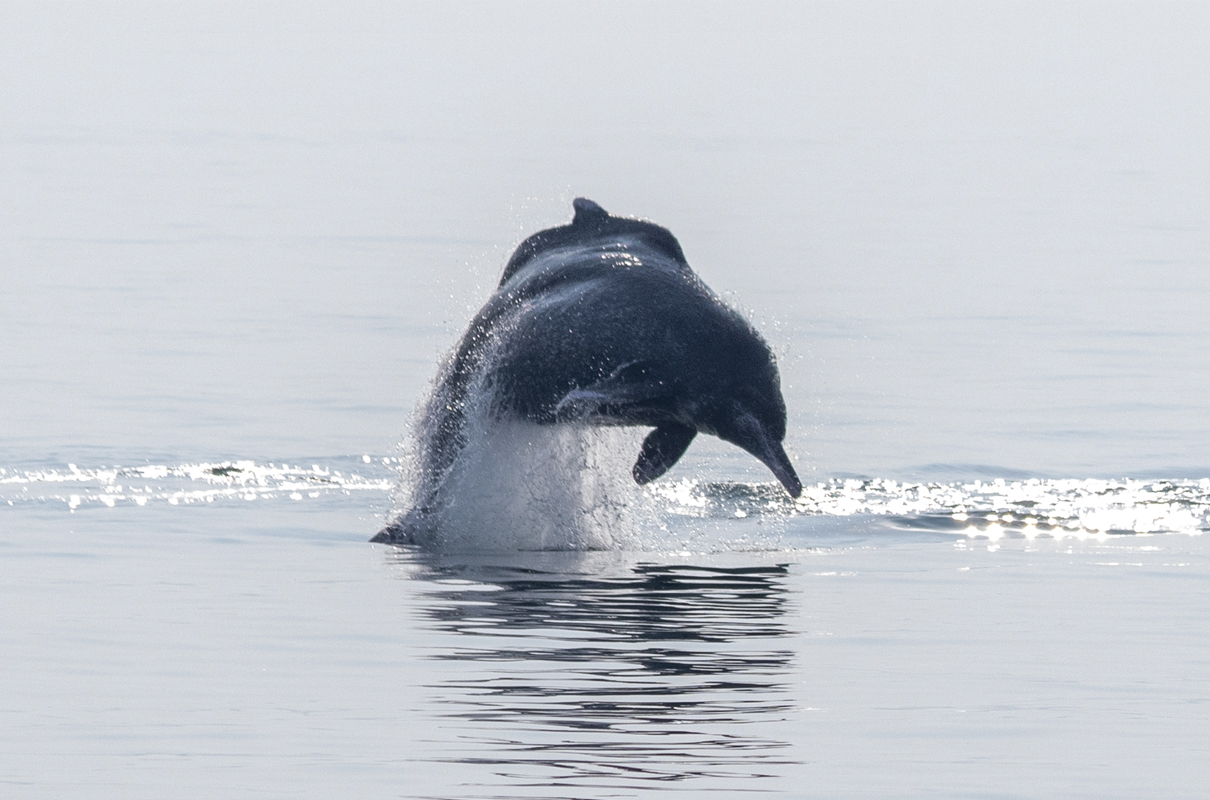 What underwater sounds tell us about marine life
