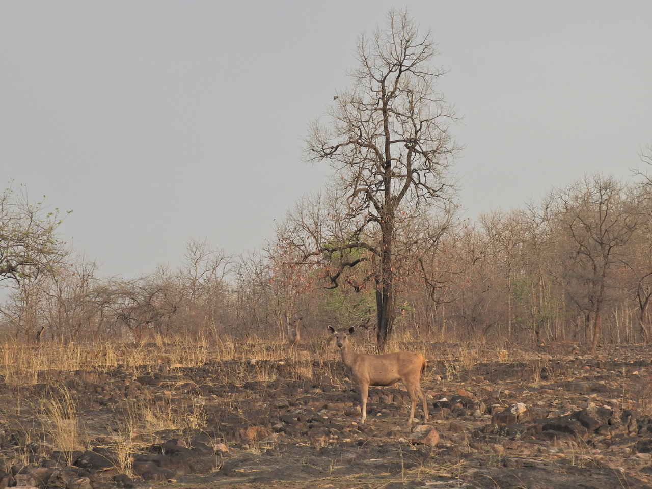 When forests are not forests at all, can fire be used to better manage them?