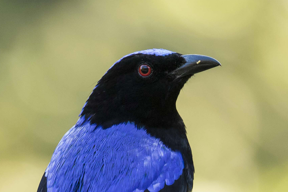 Listen closely: using bioacoustics in wildlife conservation