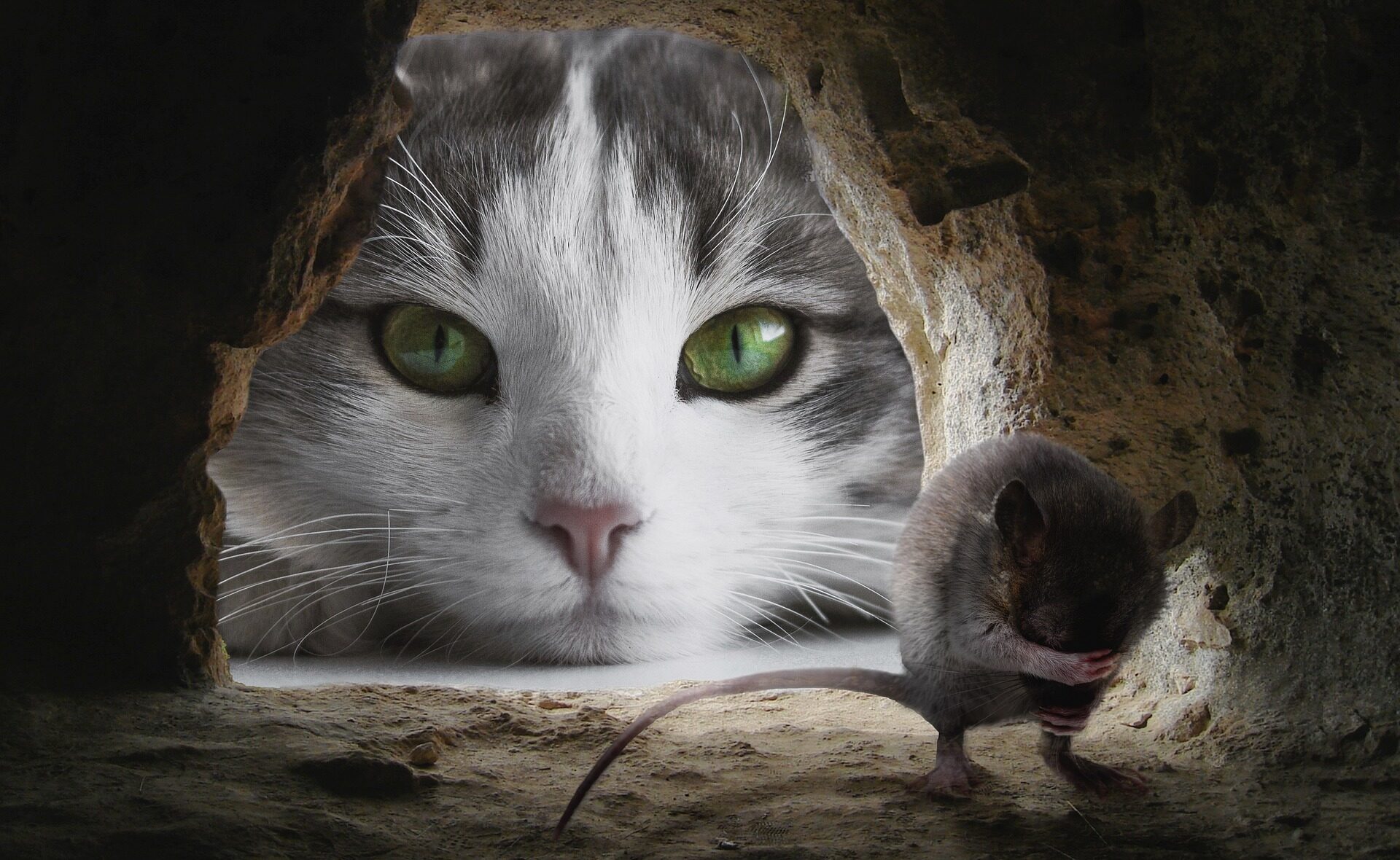 Predator & Prey – A Classic Role Allocation or a Symbiosis? – Scholarly Communications in Transition