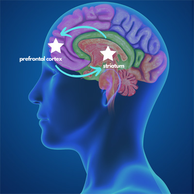 The Biological Basis of Complacency - Incident Prevention