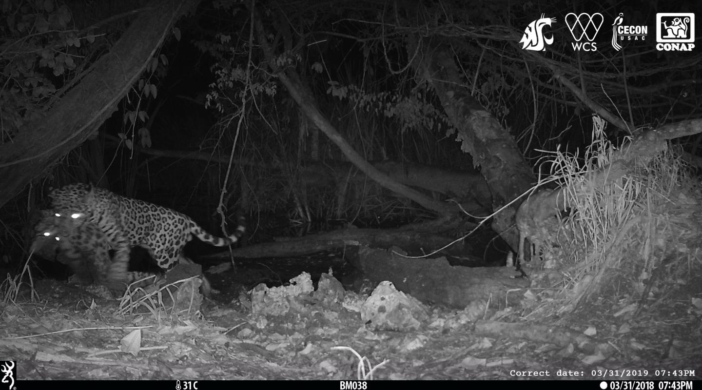 Warming Trends: Big Cat Against Big Cat, Michael Mann's New Book and Trump Greenlights Killing Birds - Inside Climate News