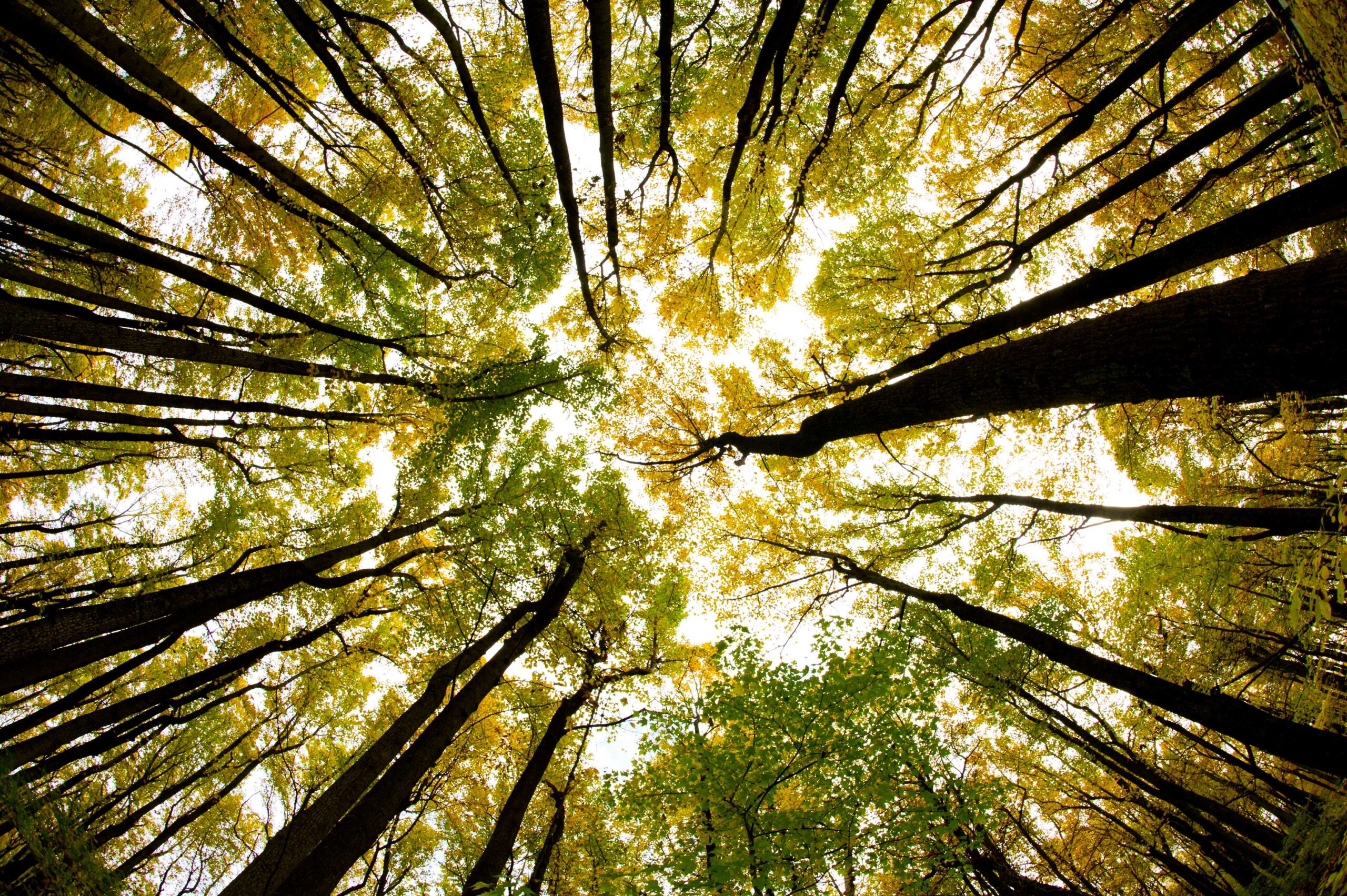 Warming Trends: Composting the Dead to Help Soils and the Climate, Musk’s Contest to Clean Carbon From the Atmosphere and Posters for Holidays on Flooded Shorelines - Inside Climate News