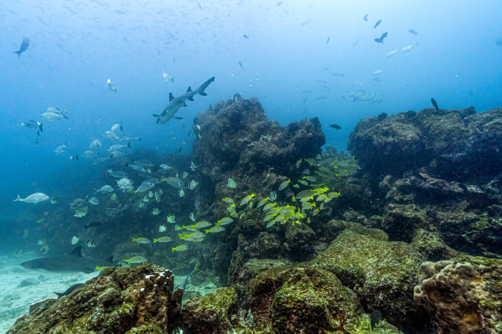 A Court Says Coastal Marine Ecosystems Have Intrinsic Value—and Legal Rights - Inside Climate News