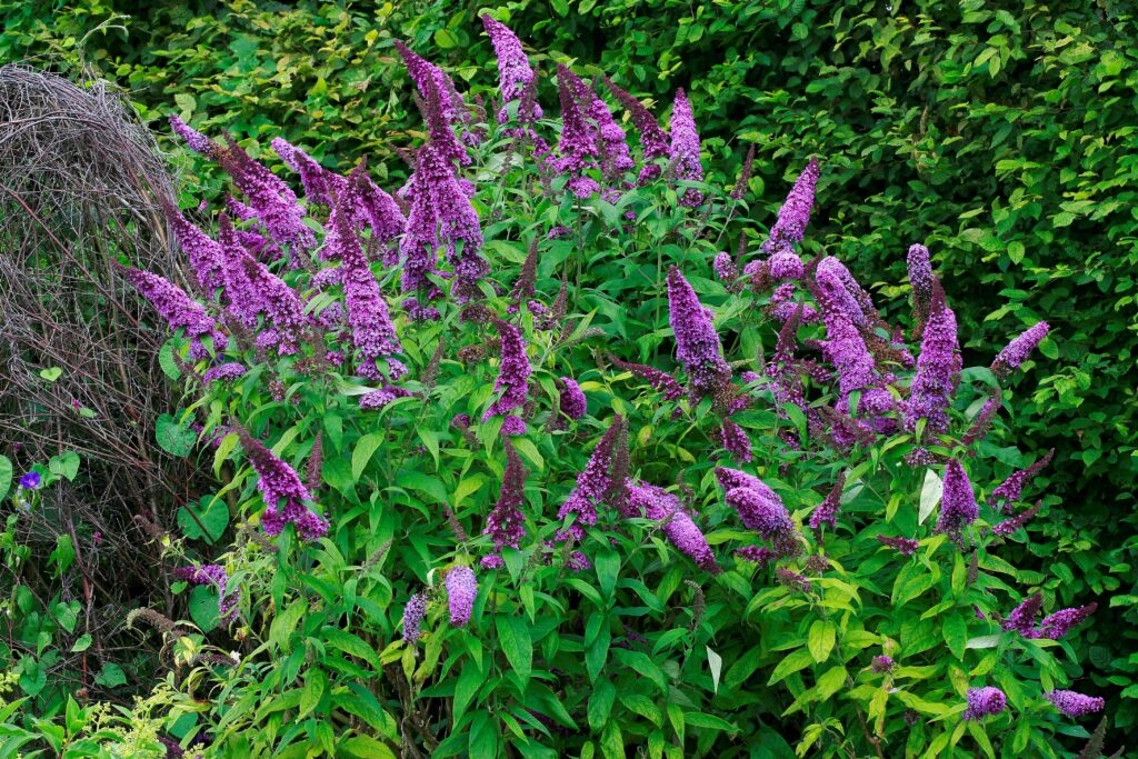 Trump Cuts Could Hinder Efforts to Stop Climate-Fueled Spread of Invasive Species - Inside Climate News