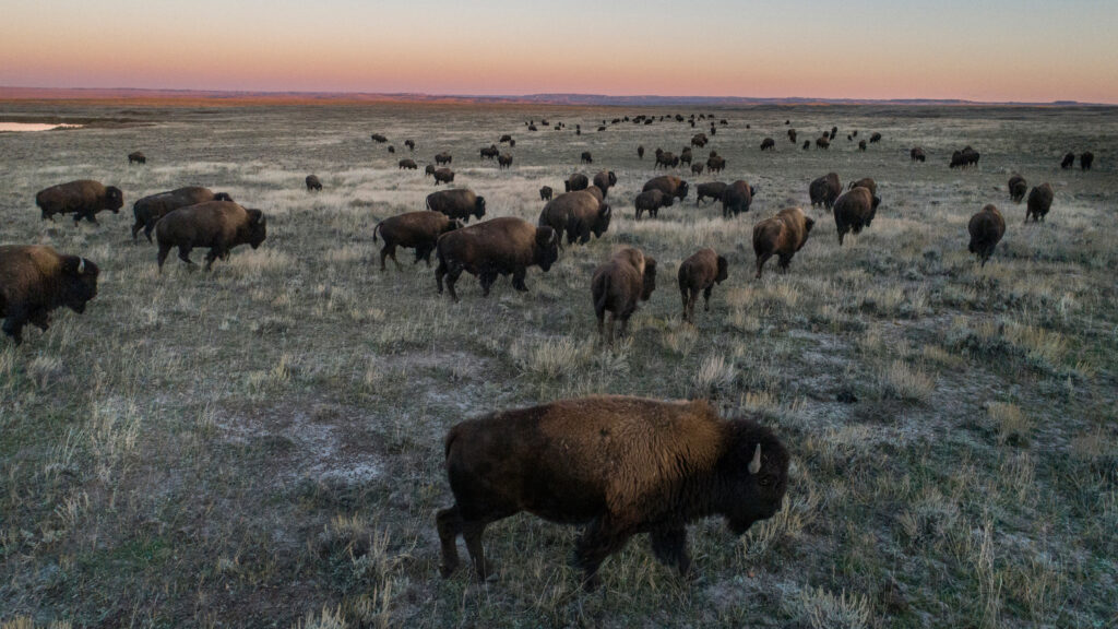 Trump Administration Targets Bison on Federal Grazing Lands - Inside Climate News