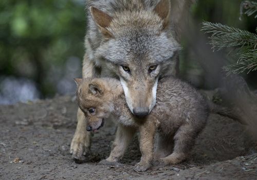 Press Release: Wolf Livestock Depredation in WA and Profanity Peak Pack – intheshadowofthewolf