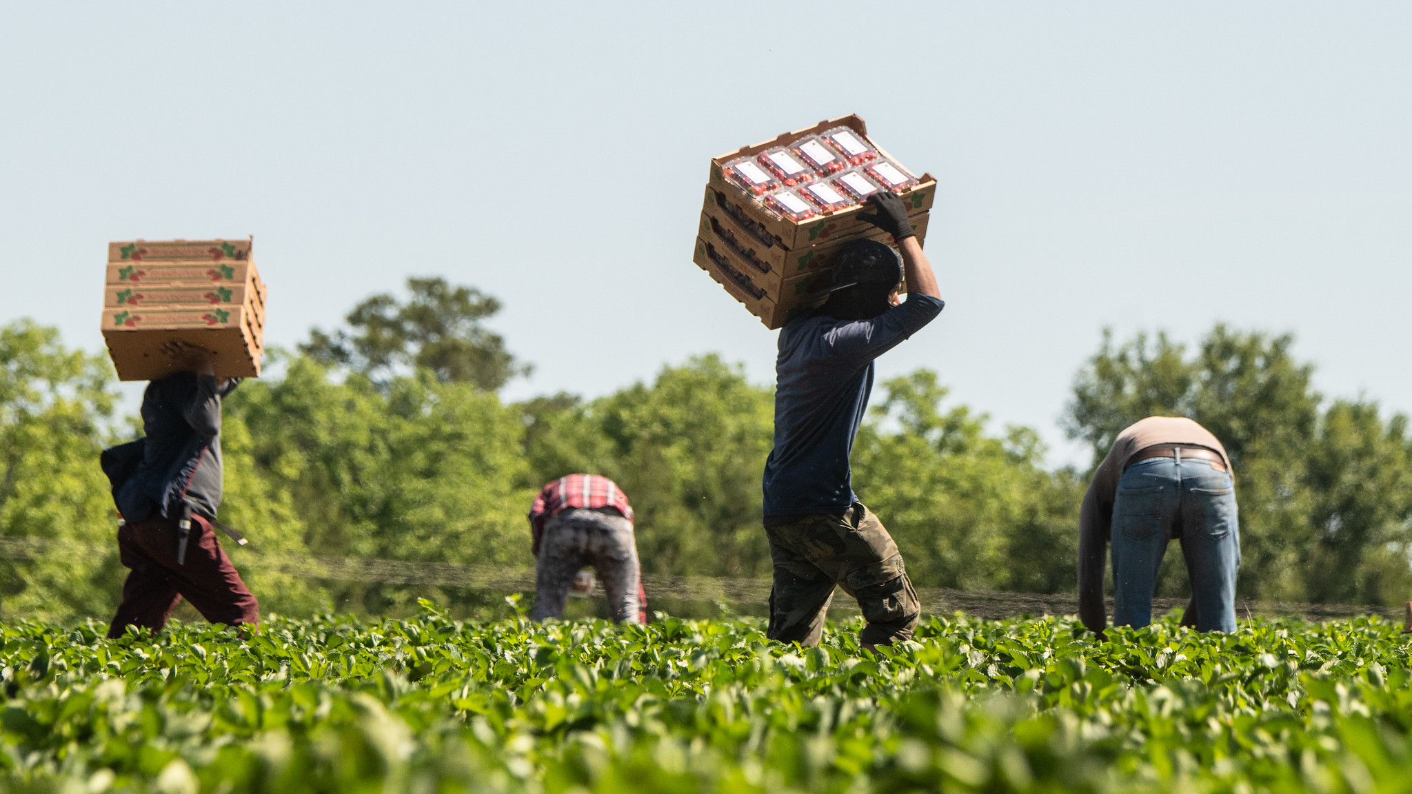 Trump’s deportations are causing farm labor issues. He hasn’t presented a viable, long-term solution. - Investigate Midwest