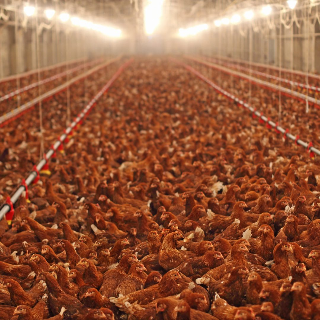 Jayapal Introduces Animal Welfare Bill to Prevent Inhumane Killing of Slaughter-bound Animals - Congresswoman Pramila Jayapal