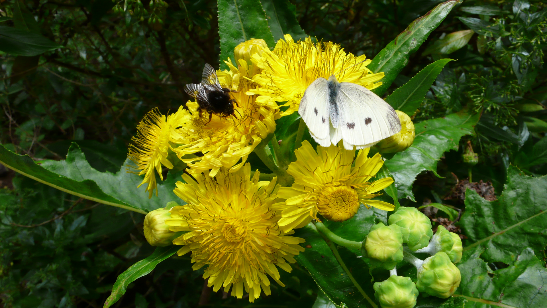 Consultancy and advisory services | Prof. Jeff Ollerton – ecological scientist and author