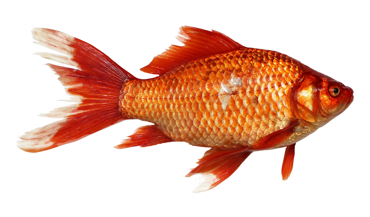 Chasing the Goldfish – jonathan marshall