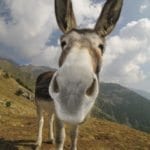 Wacky Wednesday: Jack Ass (His Name) VS. Jackass (Show)
