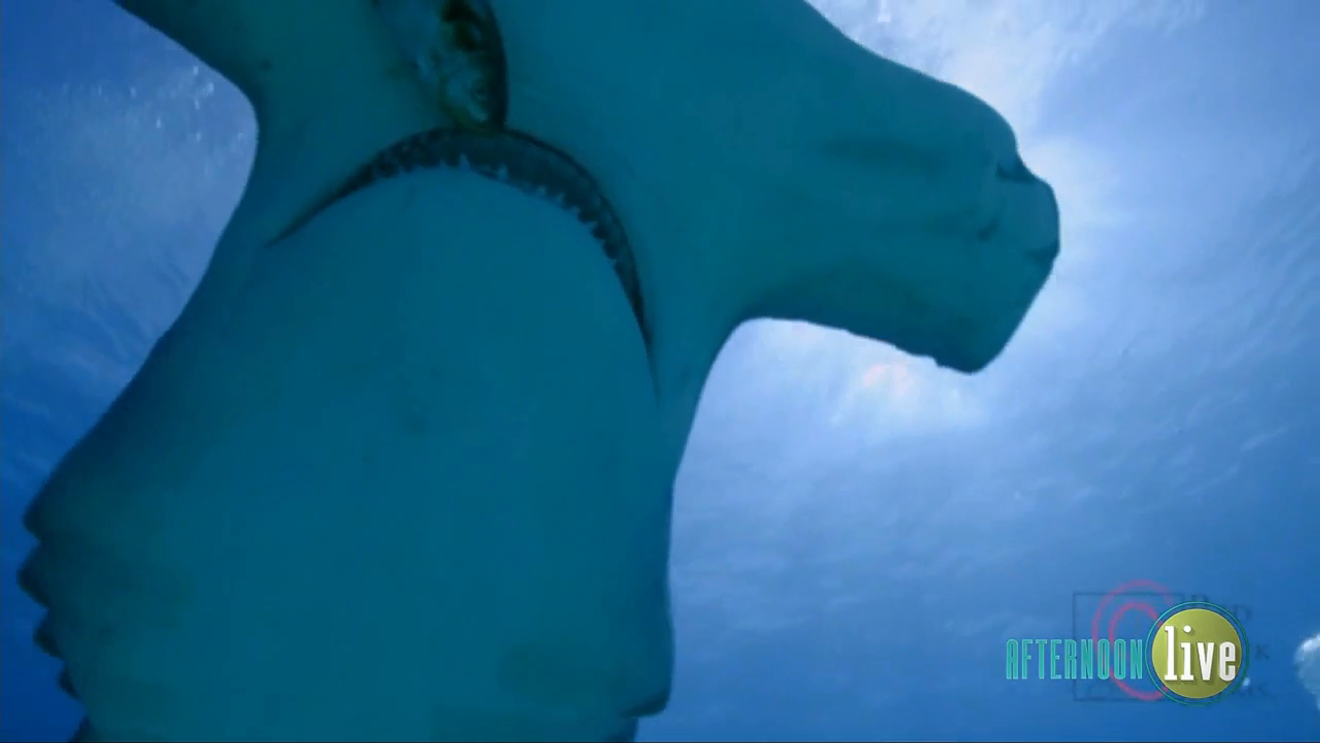 Celebrating Shark Week!