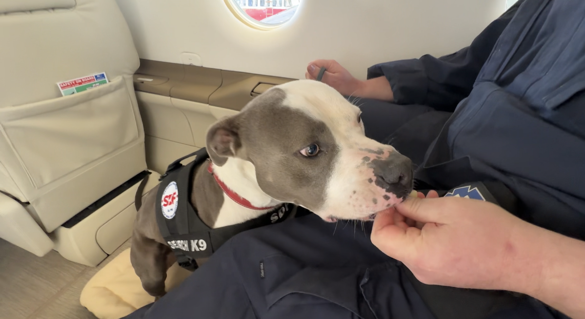 From Shelter to Sky: Ventura County Rescue Dogs Train to Deploy by Air | News Channel 3-12