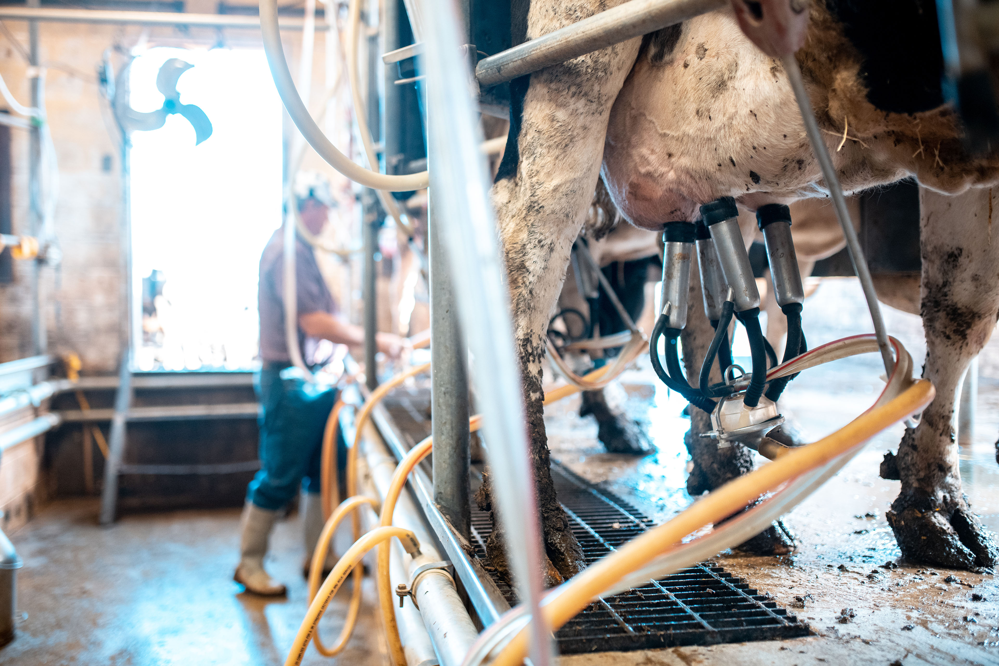 Farmworkers Face High-Risk Exposures to Bird Flu, but Testing Isn’t Reaching Them - KFF Health News