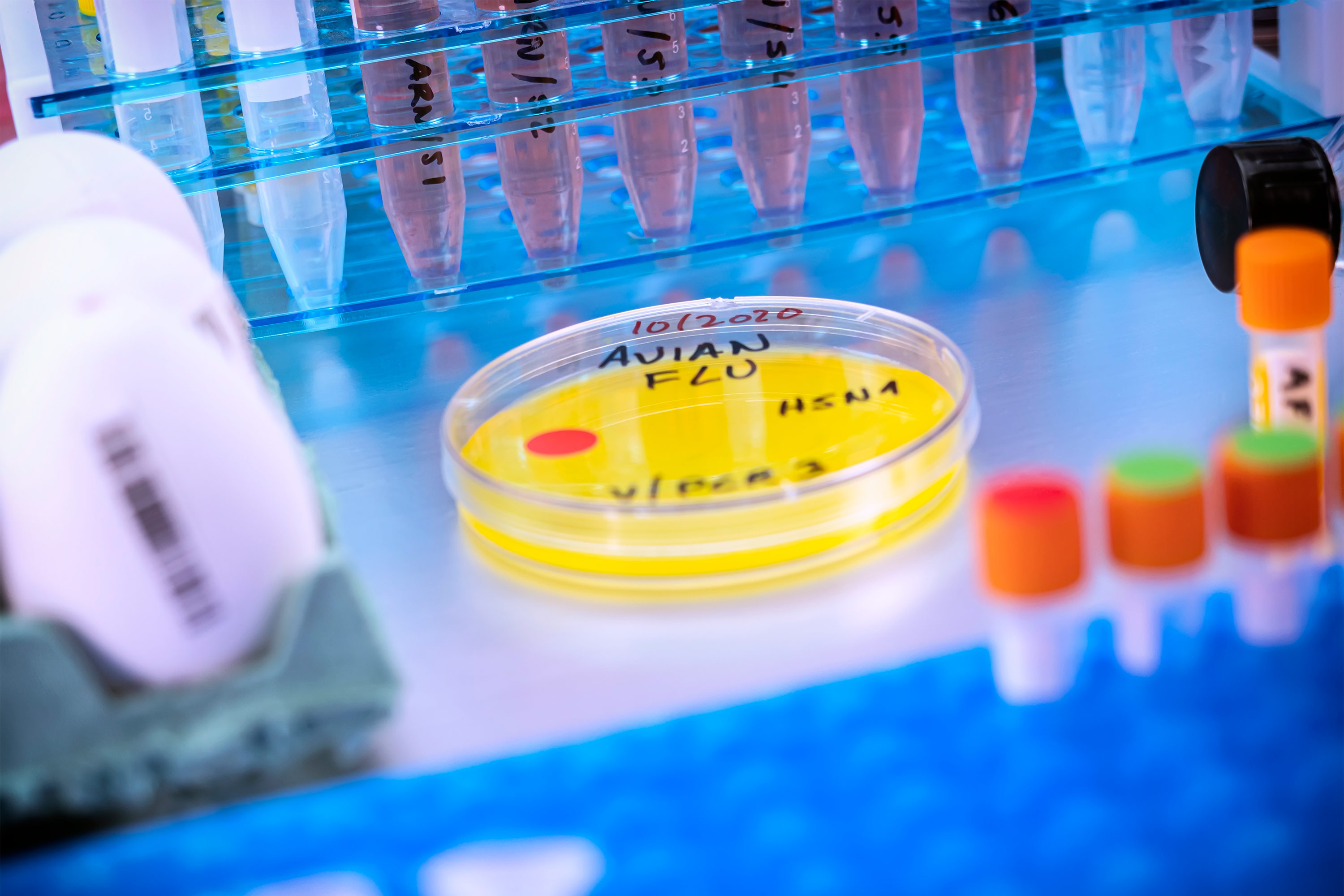 Bird Flu Tests Are Hard To Get. So How Will We Know When To Sound the Pandemic Alarm? - KFF Health News