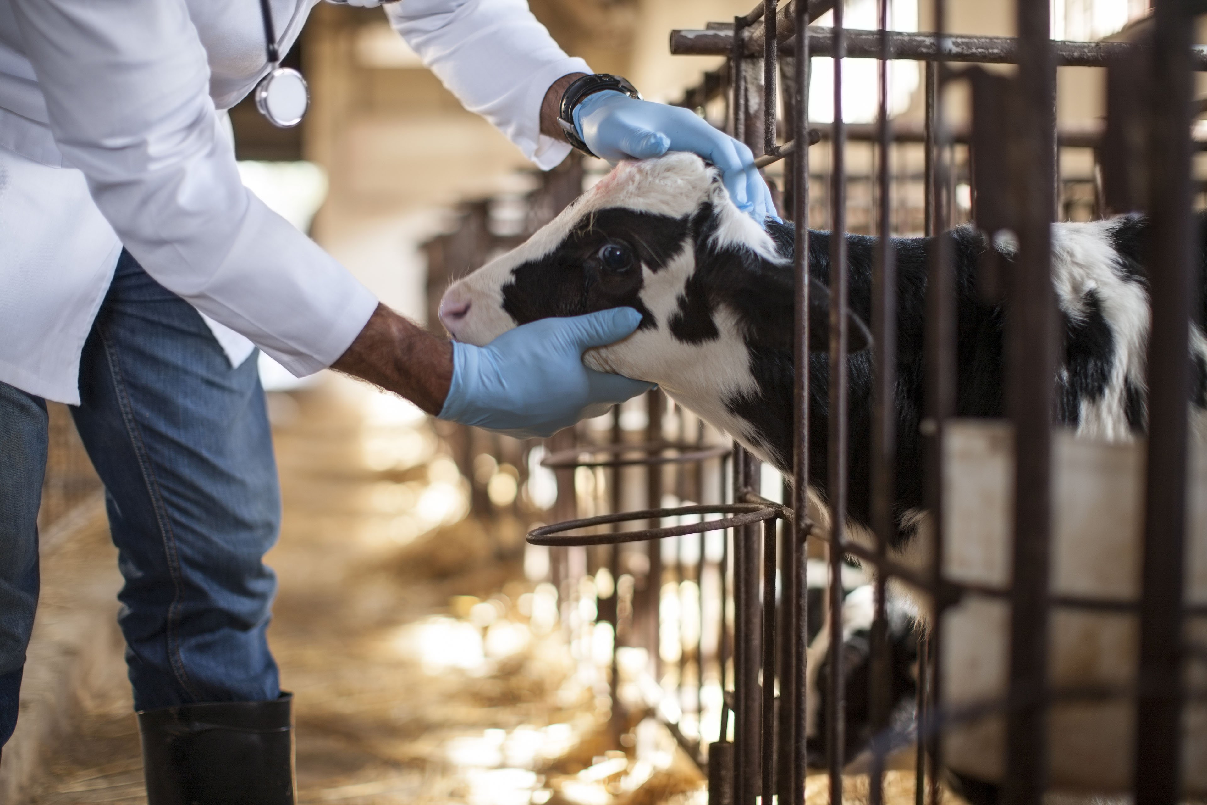 Finlandia ofrece vacunas contra la gripe aviar a sus trabajadores agrícolas. Estados Unidos debería hacer lo mismo, dicen expertos - KFF Health News