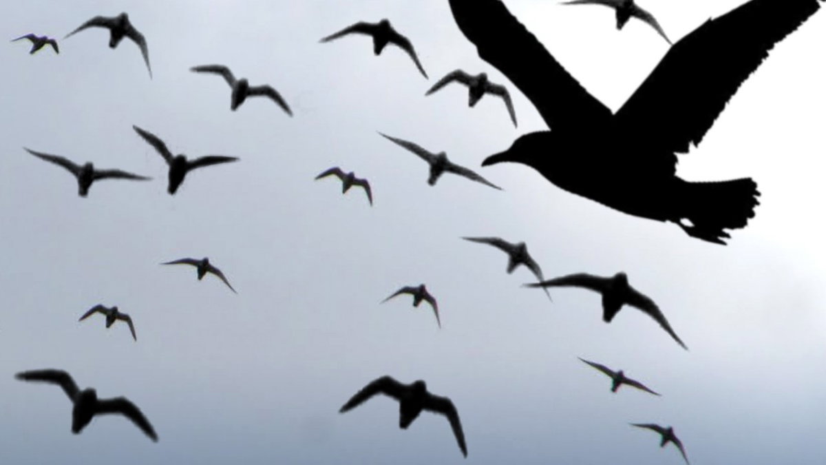 Residents encouraged to participate in Lights Out Colorado to save migrating birds | KRDO