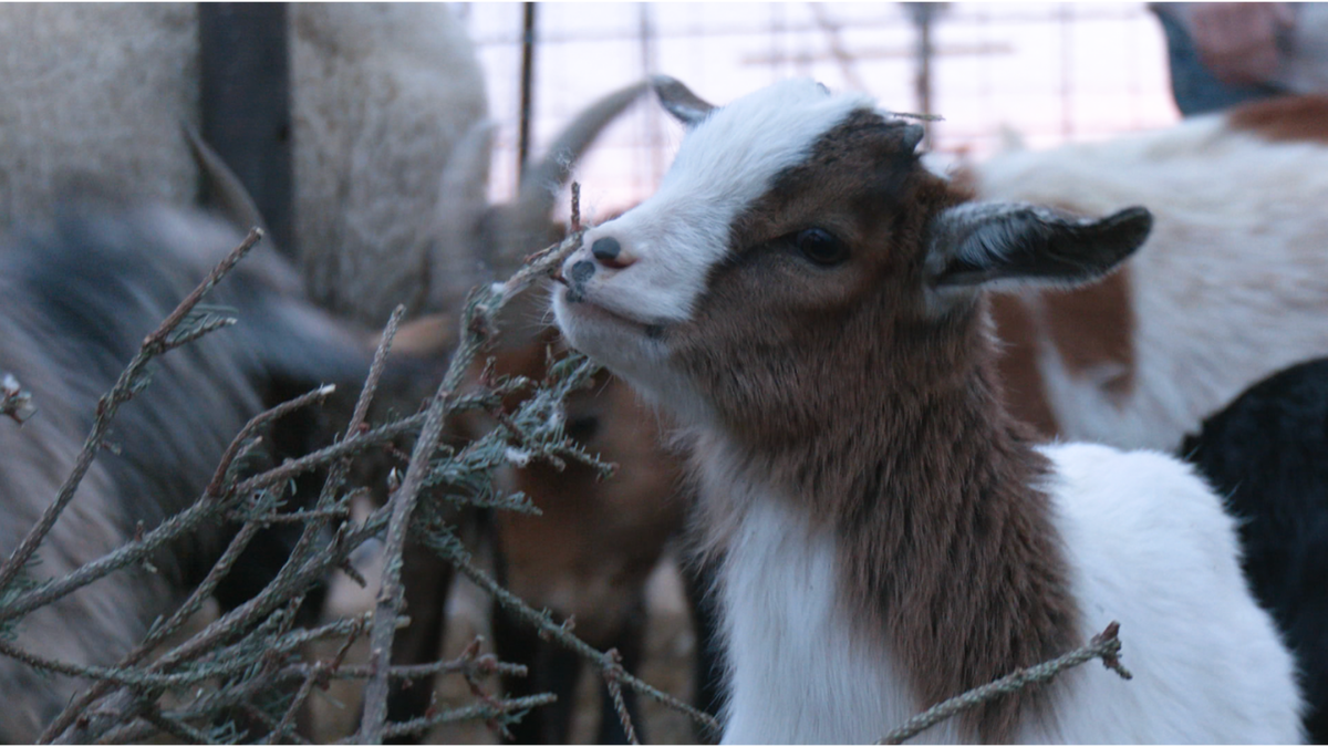 Gingersnap Rescue Ranch looking for volunteer help during winter months | KRDO