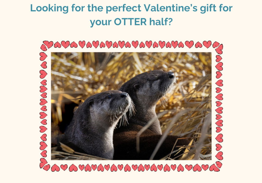 Send a valentine, support wildlife: Think Wild offers custom gifts, with local delivery - KTVZ