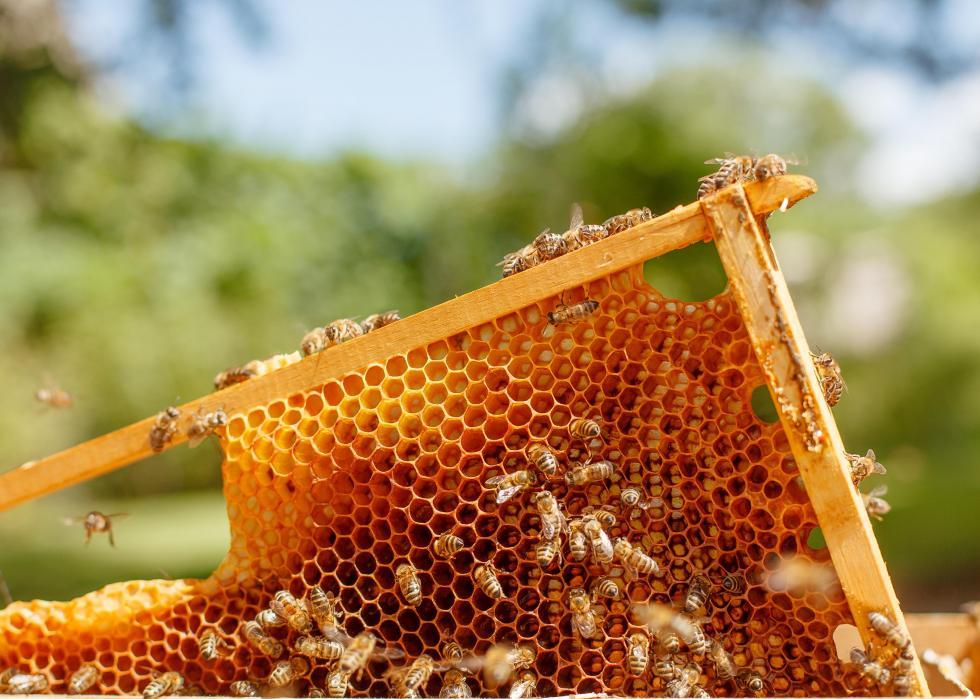The health of honey bee colonies in Texas - KVIA