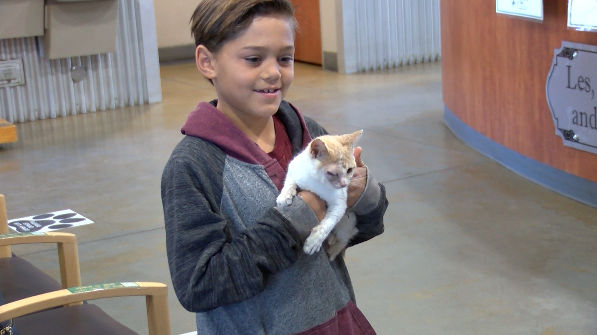 Eight-year-old boy in Yuma saves injured kitten from harm's way - KYMA