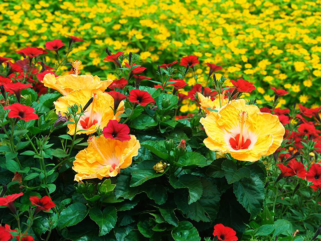 The Dallas Arboretum could reopen June 1, maybe - Lake Highlands