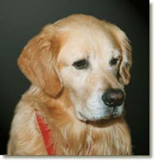 Mistfield Oliver CGC: A Special Life Tale and Tribute