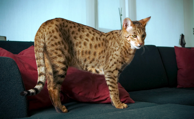 Top 10 des chats les plus chers au monde