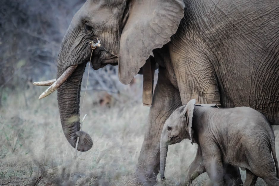Elephant Habeas Case: Steven Wise is a Well-Intentioned Menace | Letters Blogatory