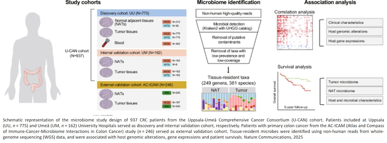 Tissue-resident microbiota impacts colorectal cancer progression and prognosis - Sciencemission