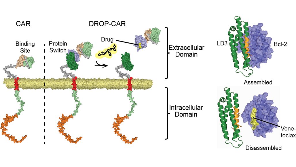 Drug-Controlled CAR T Cells: A New Safety Switch for Cancer Immunotherapy - Leibniz Institute for Immunotherapy