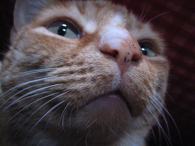 telethon | Flickr
