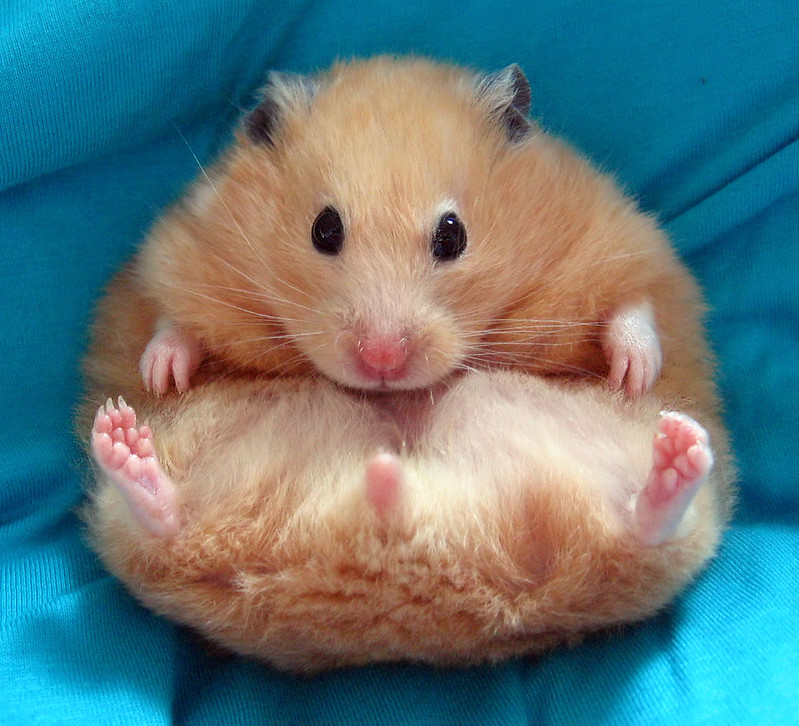 ♡ Chmurka ♡ | Flickr
