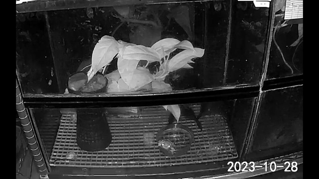 Brian Gratwicke | Flickr