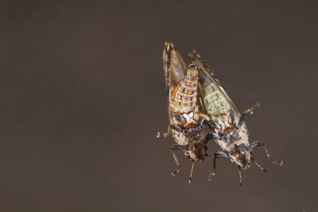 Center for Invasive Species Research | Flickr