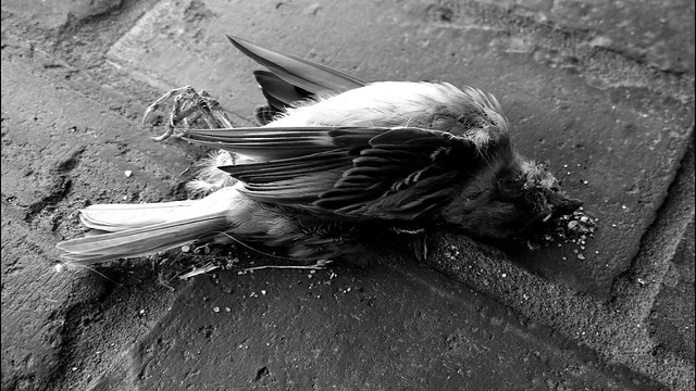 Cerebralzero | Flickr
