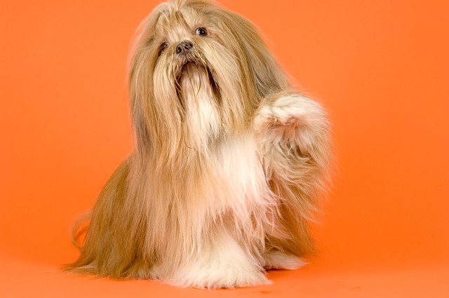 Https://www.flickr.com/photos/charleylhasa/ User cover