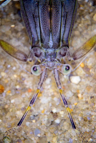VA Institute of Marine Science (VIMS) | Flickr