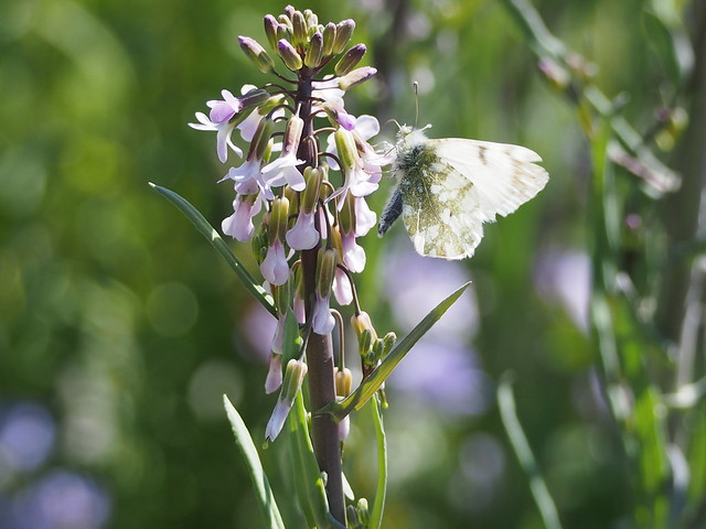 USFWS Midwest Region | Flickr