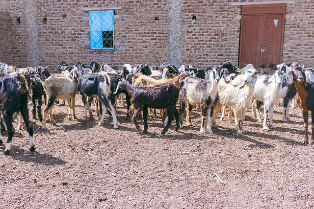 FAO emergencies | Flickr