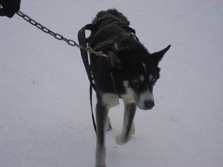 Yukon Quest 2.23.09 | Flickr