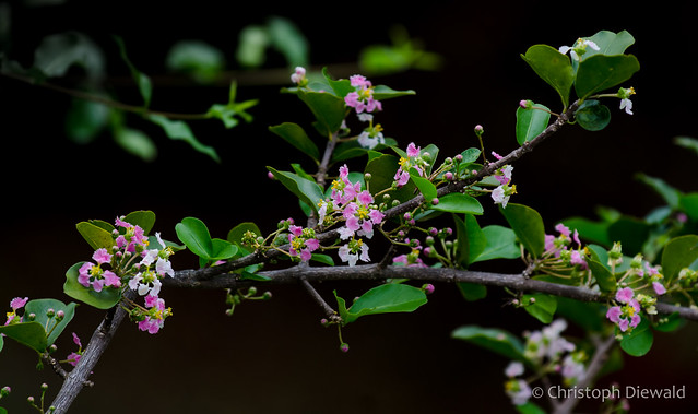 Christoph Diewald | Flickr