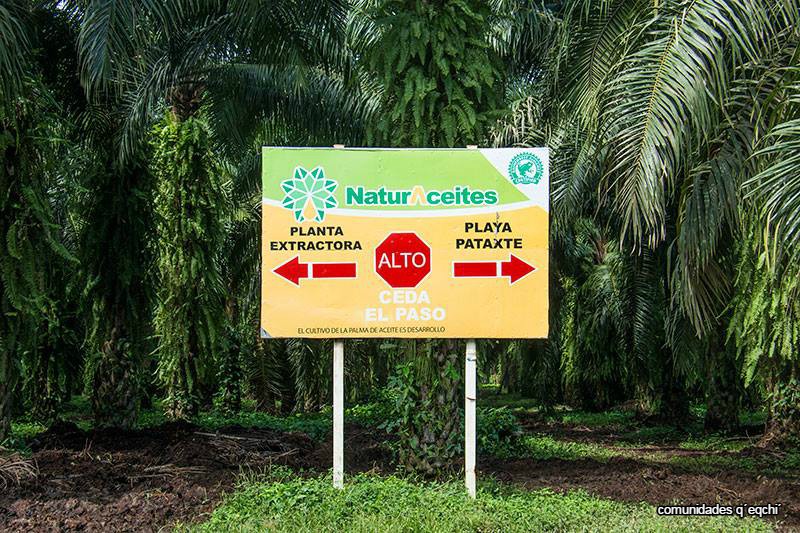 El Estor Izabal: residuos de palma africana causa muerte de peces – Liwen ñi Mapu & Asoc. Colectivo. Red de Noticias e Información sobre Pueblos Indígenas, Derechos Humanos.