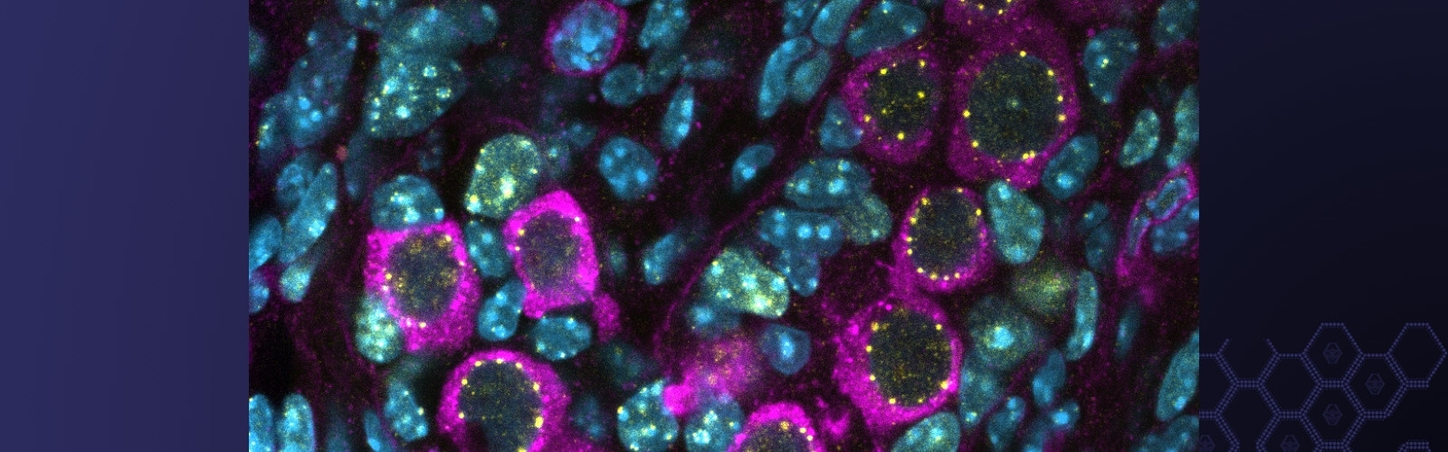 Striking genomic architecture discovered in embryonic reproductive cells before they start developing into sperm and eggs
