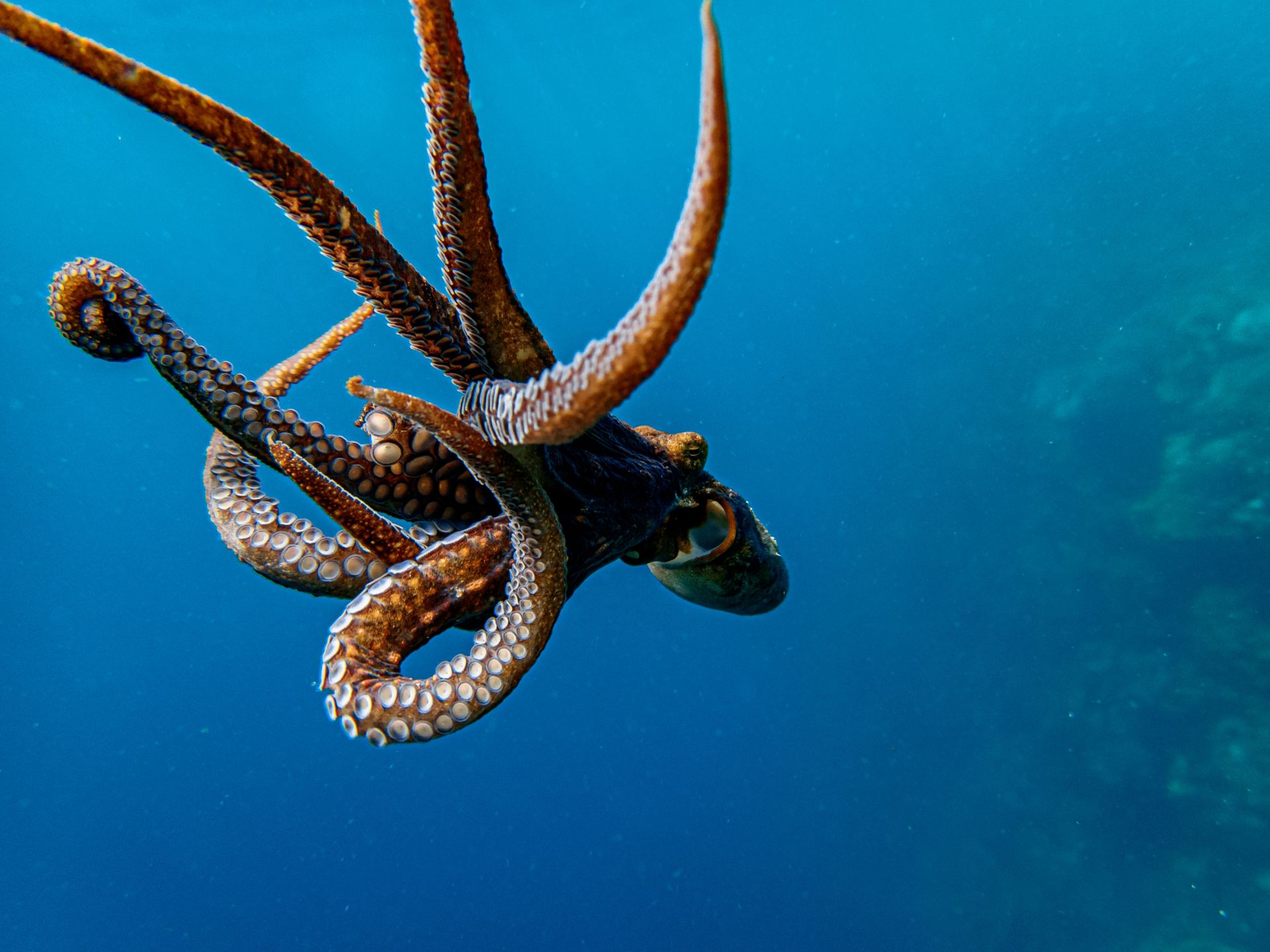 Snails, Squids and Octopuses