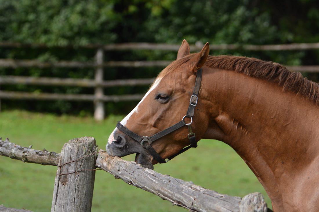 8 Common Stereotypic Behaviours in Horses & What They Mean | Mad Barn