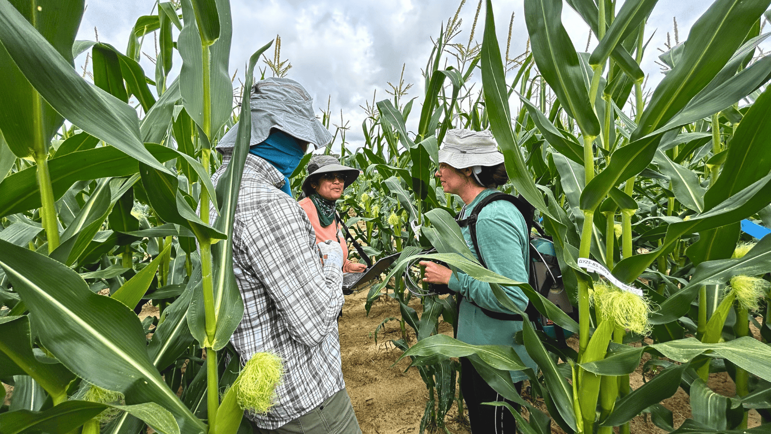Cracking the Corn Code