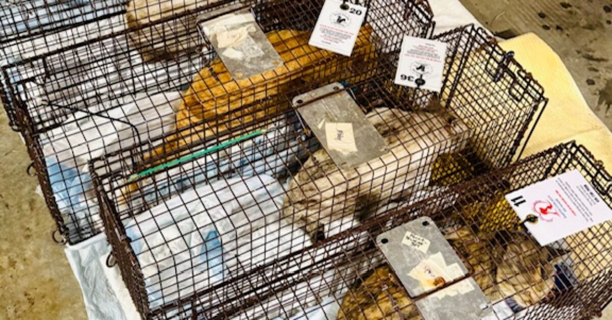Susan Bryan champions cause to save feral felines - Main Street Media of Tennessee